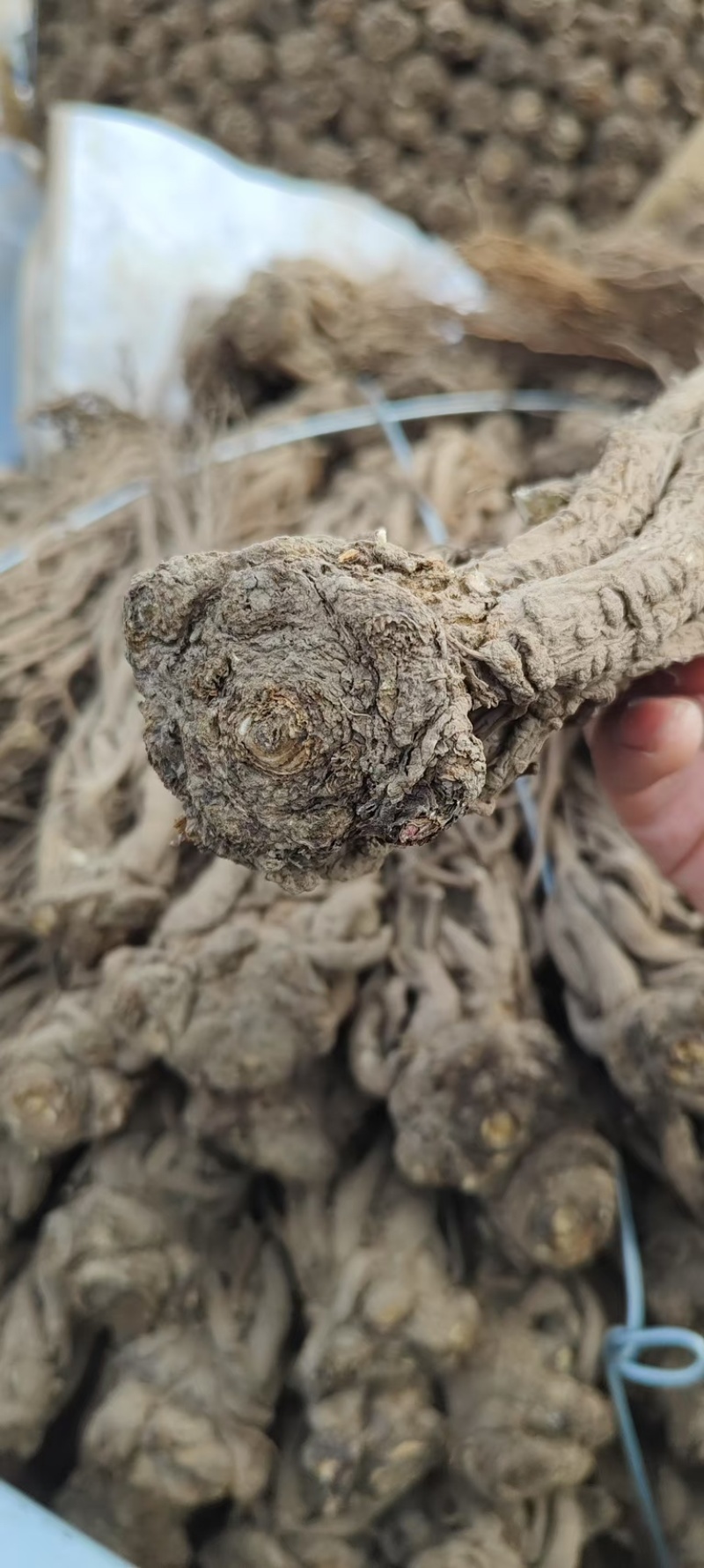 甘肃岷县当归/大货批发/规格齐全现货速发