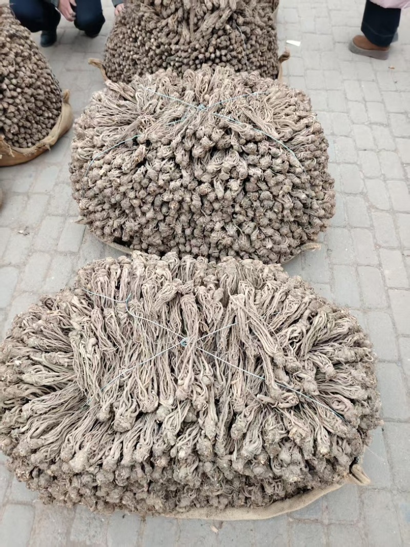 甘肃岷县当归/大货批发/规格齐全现货速发