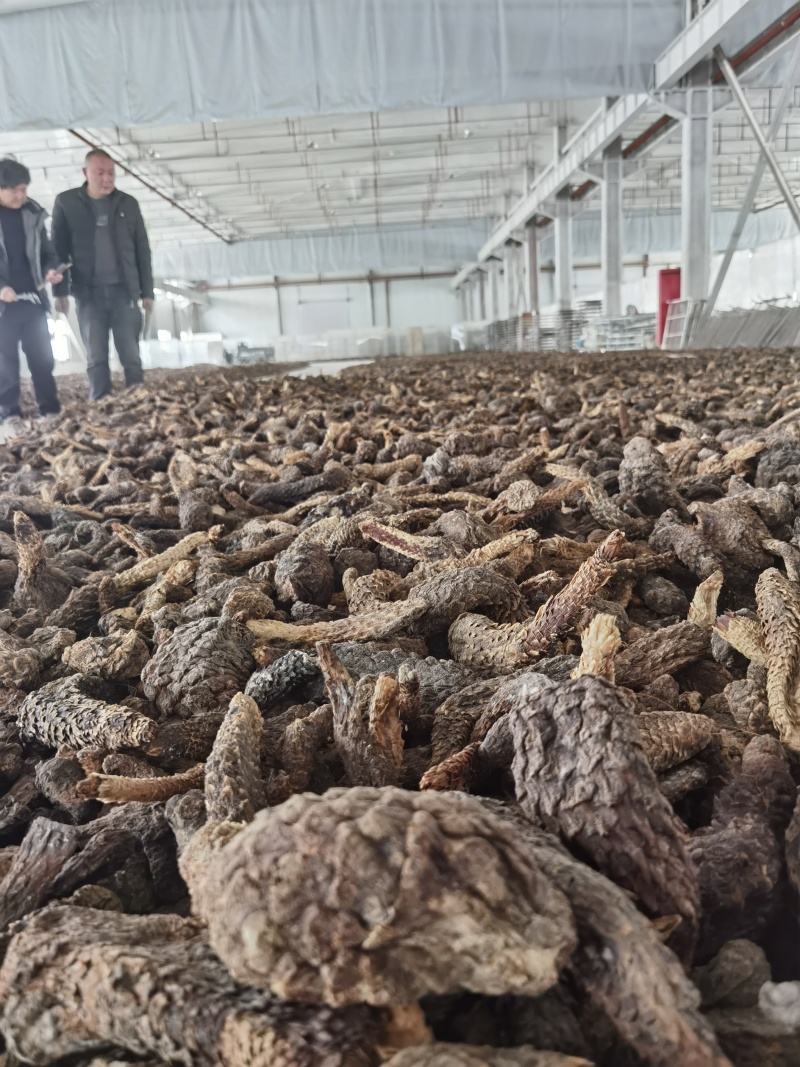 新疆大芸肉苁蓉沙漠人参药食同源产地一手货源批发零售