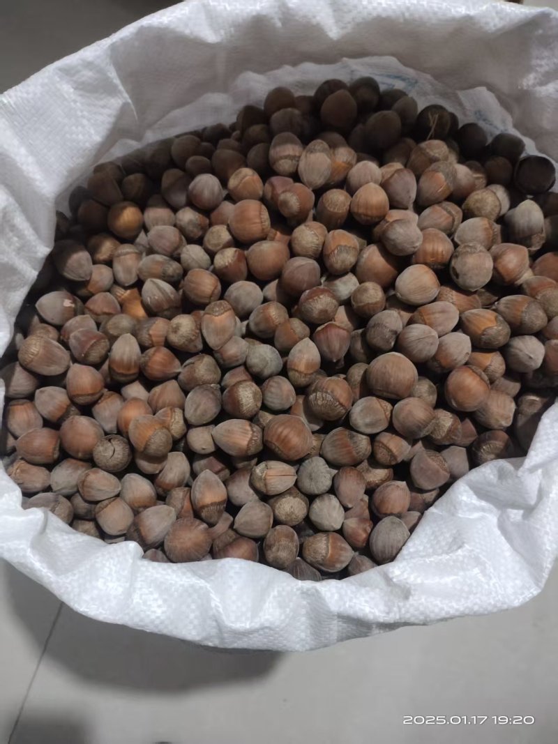 榛子，平欧大榛子，基地发货，批发零售，欢迎采购