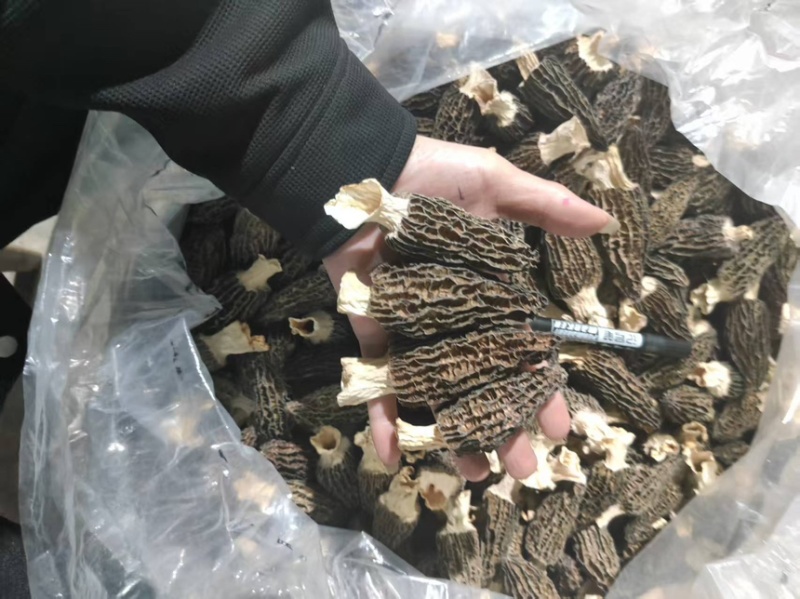 2025年新货上市了，精选大个羊肚菌头茬肉厚