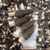 羊肚菌干货批发零售，头茬肉厚新货剪柄剪脚各种规格齐全