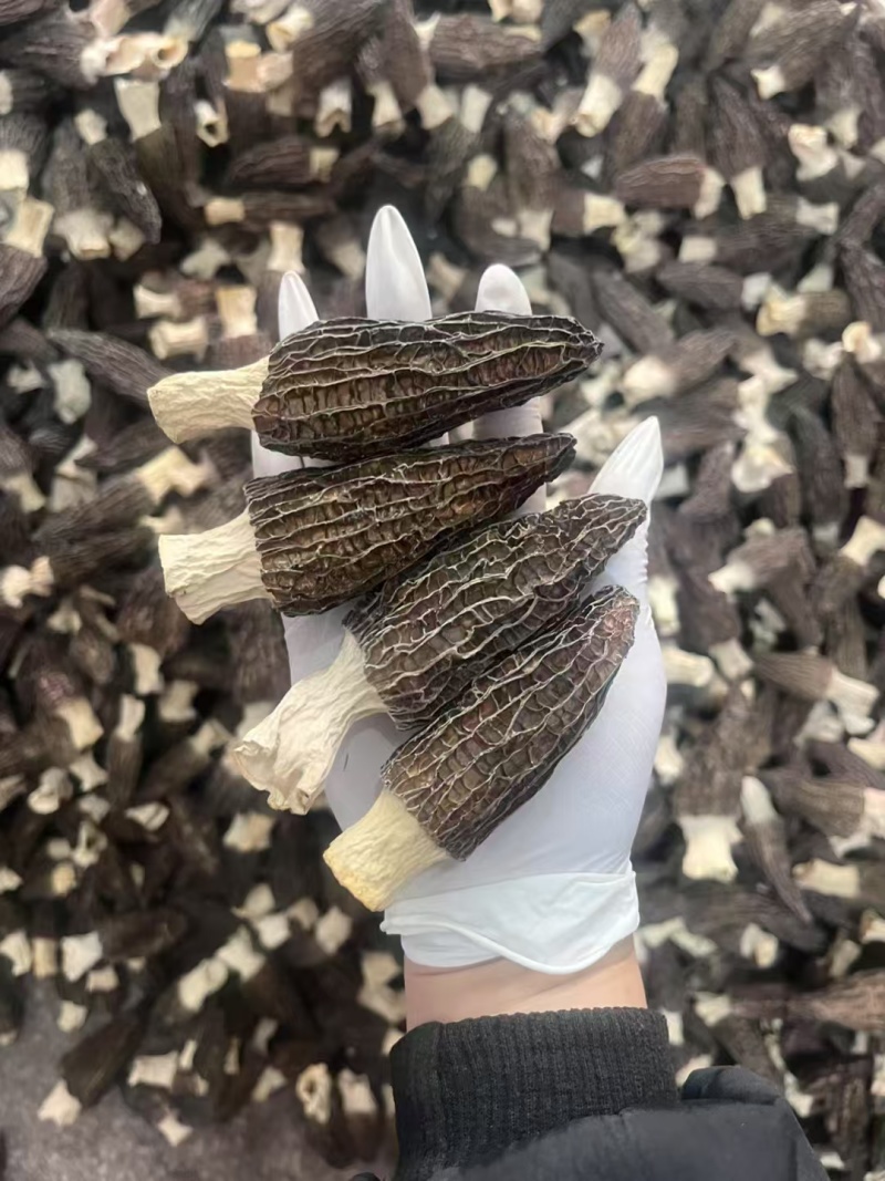 羊肚菌干货批发零售，头茬肉厚新货剪柄剪脚各种规格齐全