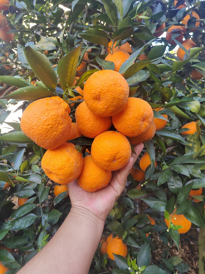 柑橘黄果柑