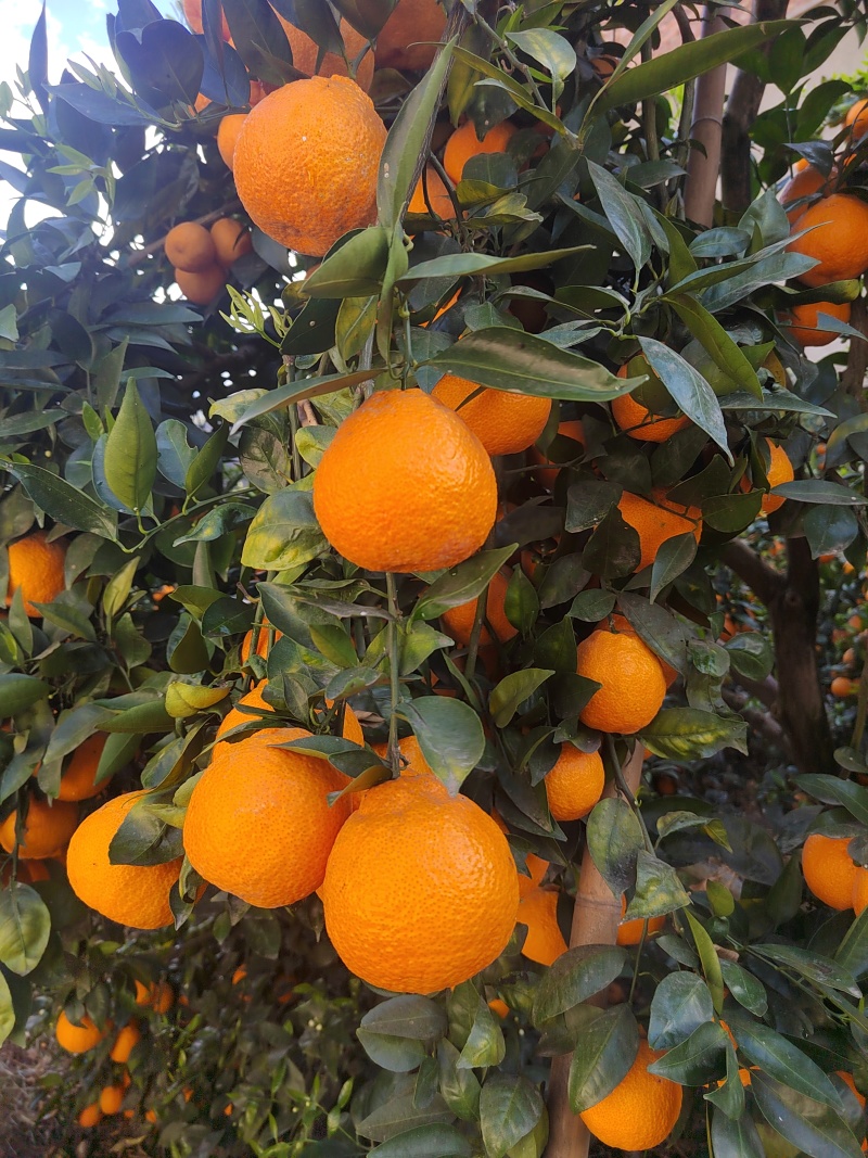 柑橘黄果柑