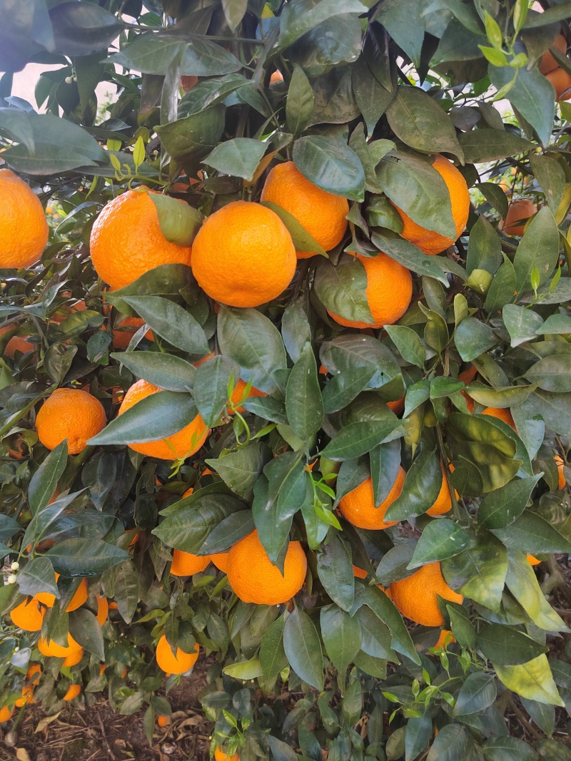 柑橘黄果柑