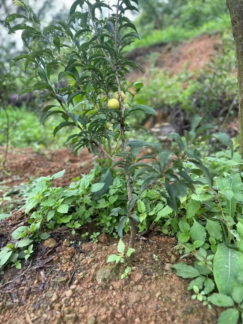 蜂糖李树苗