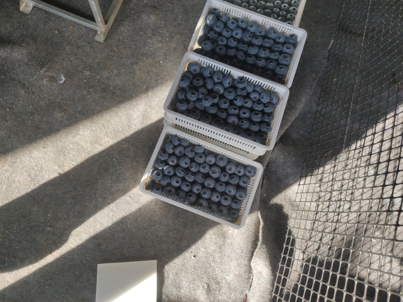 大量蓝莓上市