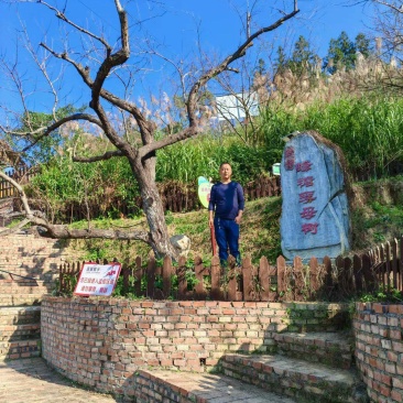 蜂糖李树苗