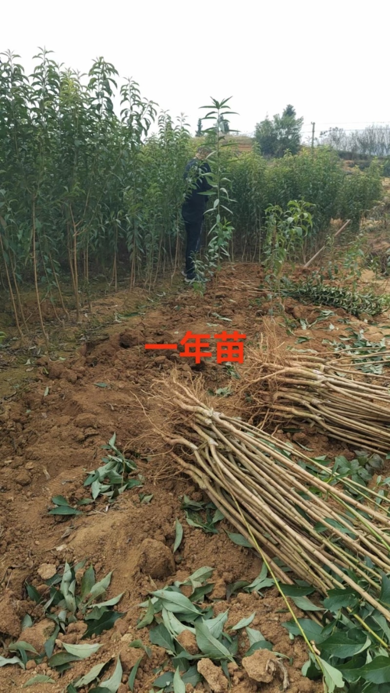 蜂糖李树苗