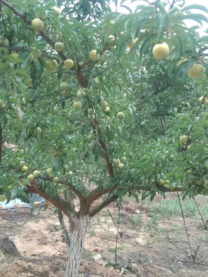 蜂糖李树苗