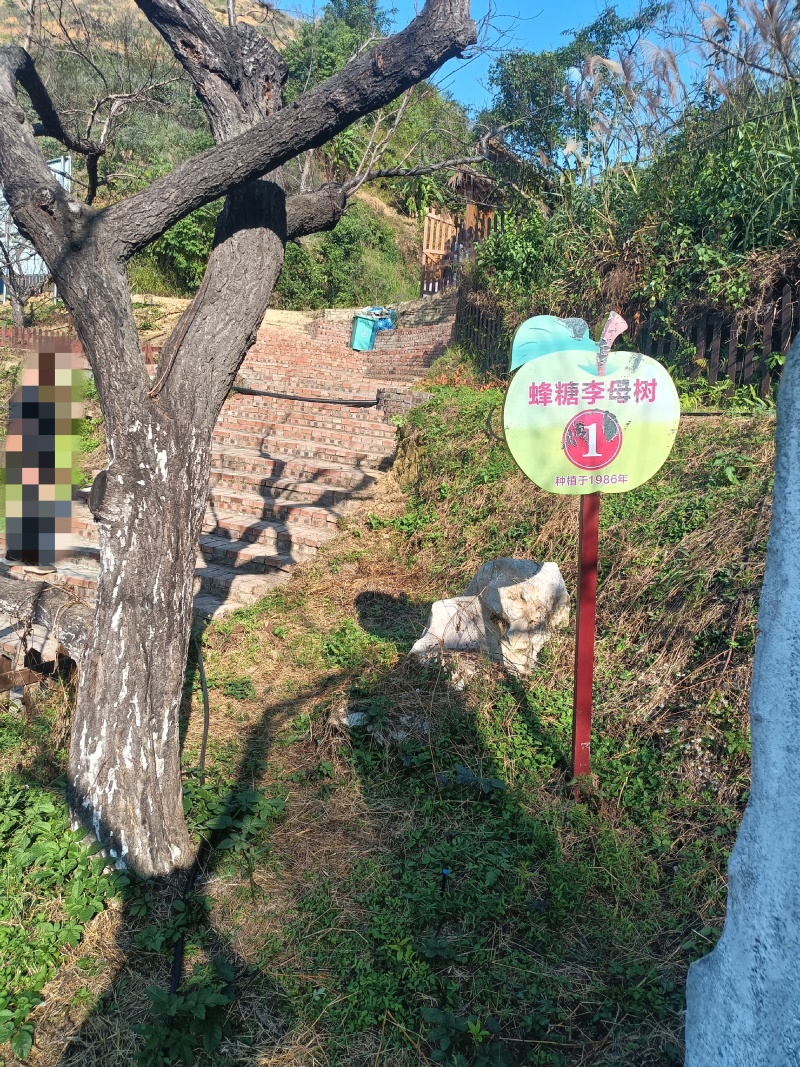 蜂糖李树苗