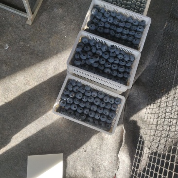 大量蓝莓上市