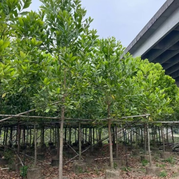 马占相思