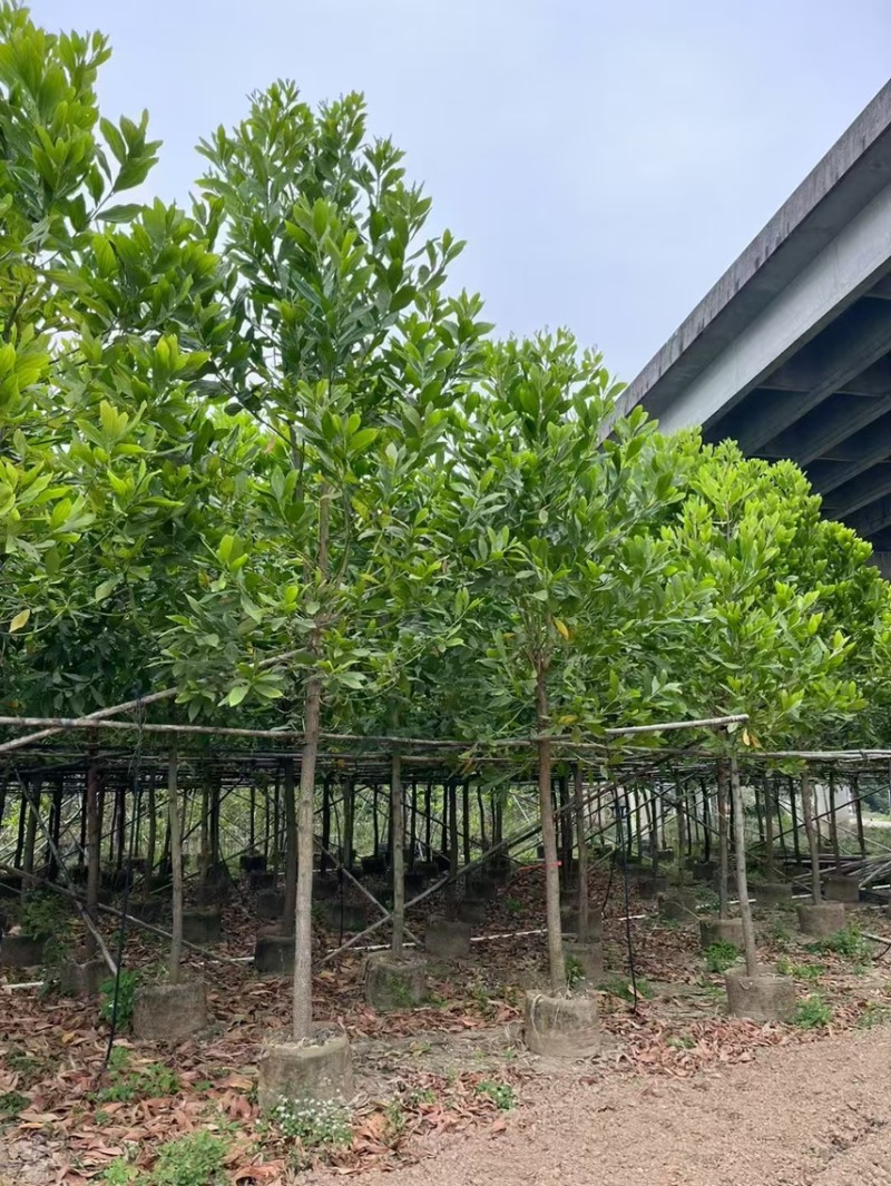 马占相思