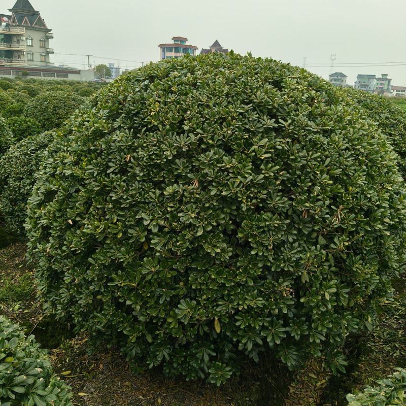 海桐球冠幅:2m、2.2m、2.5m、3m基地有量。