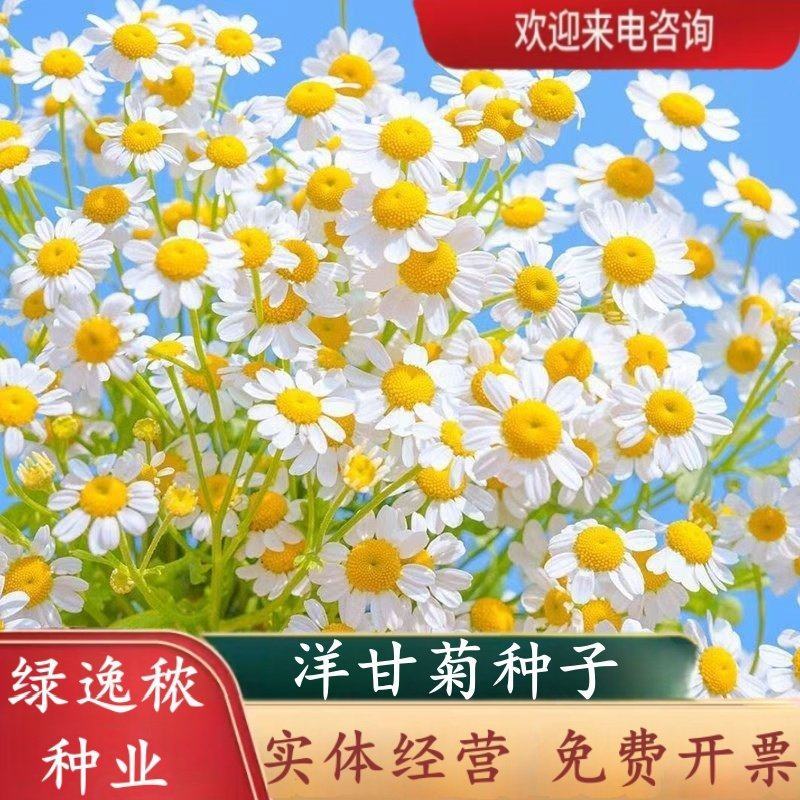 洋甘菊种子四季播开花不断室内外花卉耐寒籽白金菊盆栽观赏