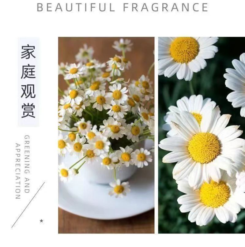 洋甘菊种子四季播开花不断室内外花卉耐寒籽白金菊盆栽观赏