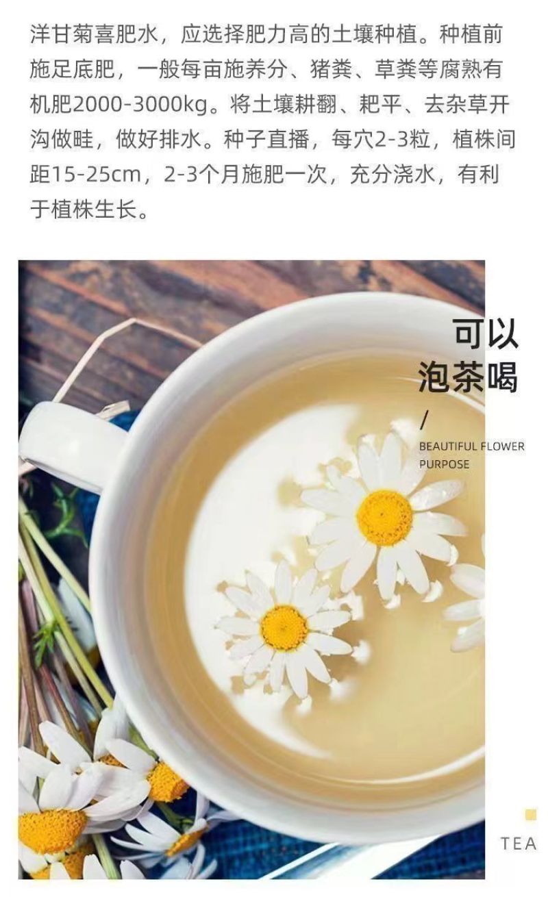 洋甘菊种子四季播开花不断室内外花卉耐寒籽白金菊盆栽观赏