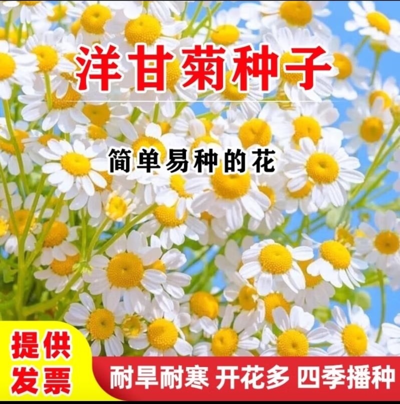 洋甘菊种子四季播开花不断室内外花卉耐寒籽白金菊盆栽观赏