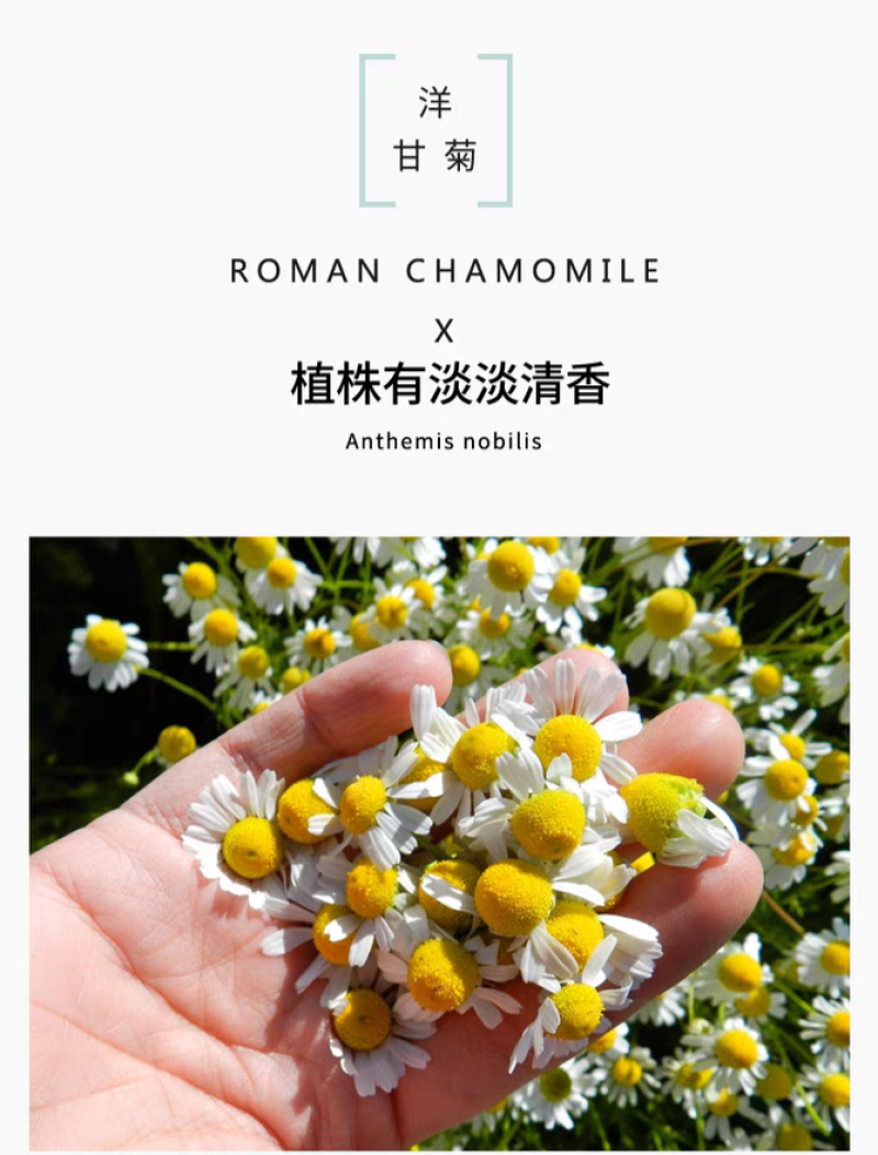 洋甘菊种子四季播开花不断室内外花卉耐寒籽白金菊盆栽观赏