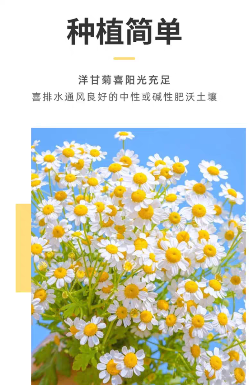 洋甘菊种子四季播开花不断室内外花卉耐寒籽白金菊盆栽观赏