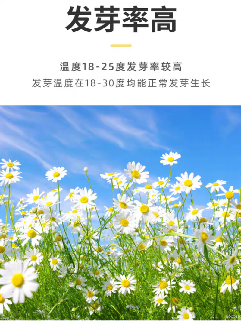 洋甘菊种子四季播开花不断室内外花卉耐寒籽白金菊盆栽观赏