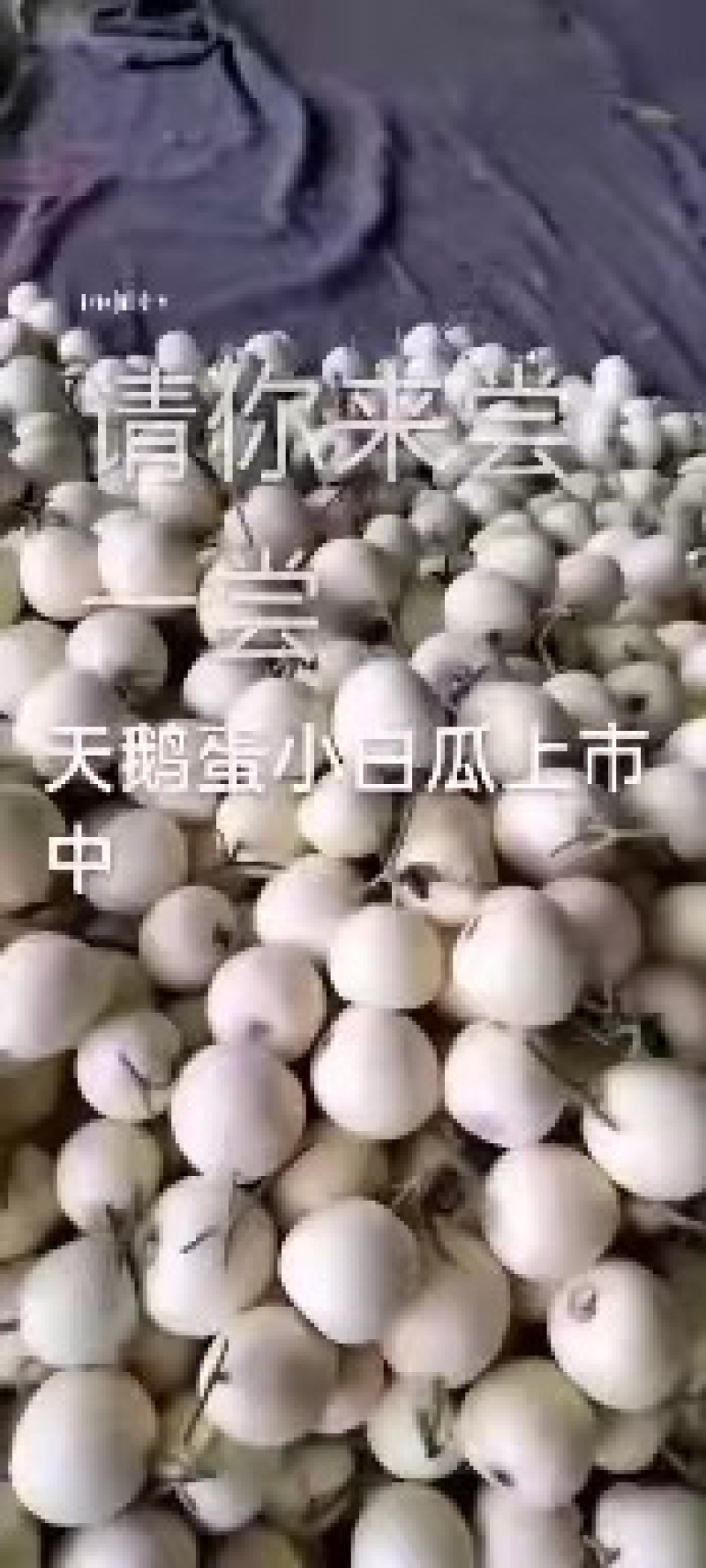 小白瓜大量有货对接全国市场电商平台，一手货源欢迎合作