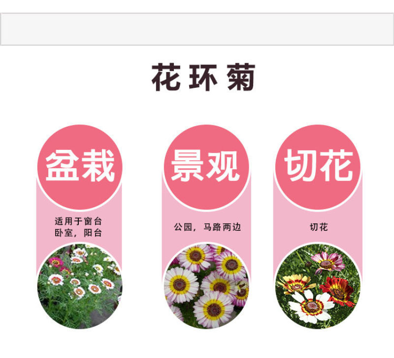 花环菊种子多年生混色三色菊花庭院盆栽花卉种籽四季易活花籽