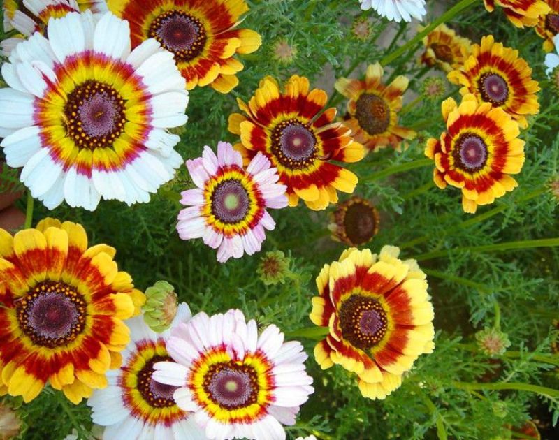 花环菊种子多年生混色三色菊花庭院盆栽花卉种籽四季易活花籽