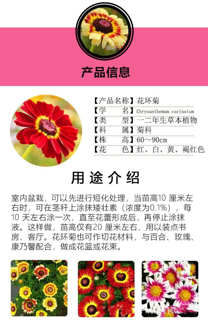 花环菊种子多年生混色三色菊花庭院盆栽花卉种籽四季易活花籽