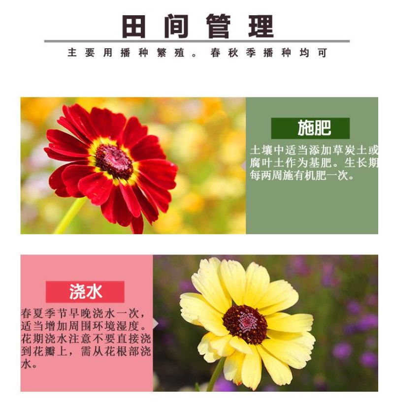花环菊种子多年生混色三色菊花庭院盆栽花卉种籽四季易活花籽