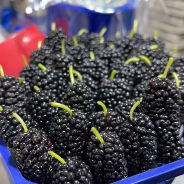 桑椹