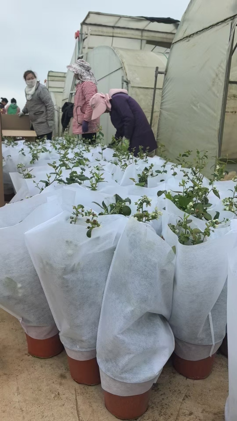 蓝莓苗
