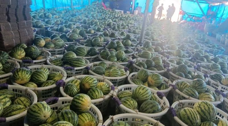 河南麒麟西瓜大量上市现摘现发产地供应品质上乘