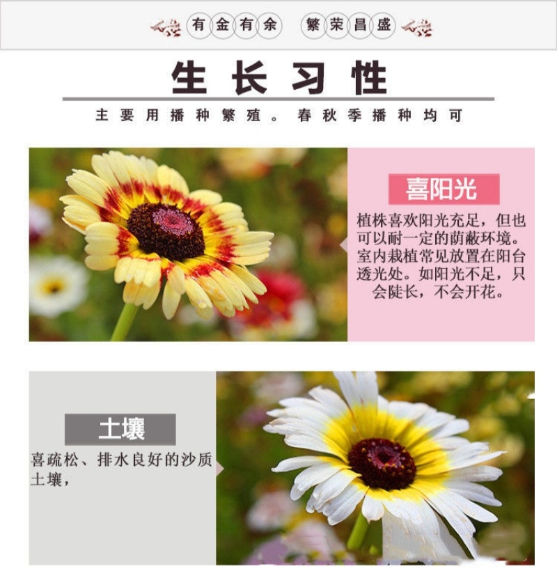 花环菊种子多年生混色三色菊花庭院盆栽花卉种籽四季易活花籽
