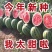 盈江甜王西瓜，对接各大电商批发市场，质量保证