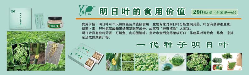 明日叶养生保健代用茶