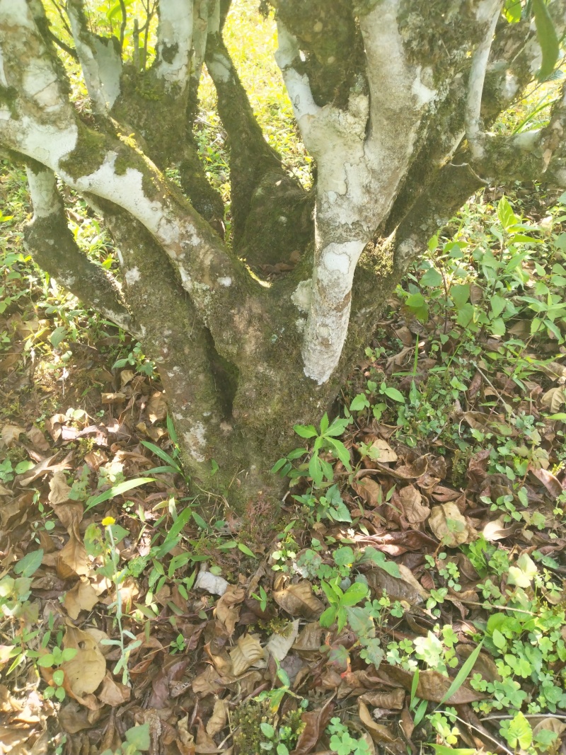 云南勐库大忠山普洱生茶饼，产地直发，欢迎各位老板咨询采购