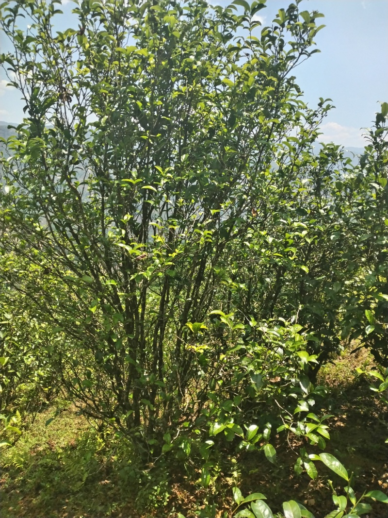 云南勐库大忠山普洱生茶饼，产地直发，欢迎各位老板咨询采购