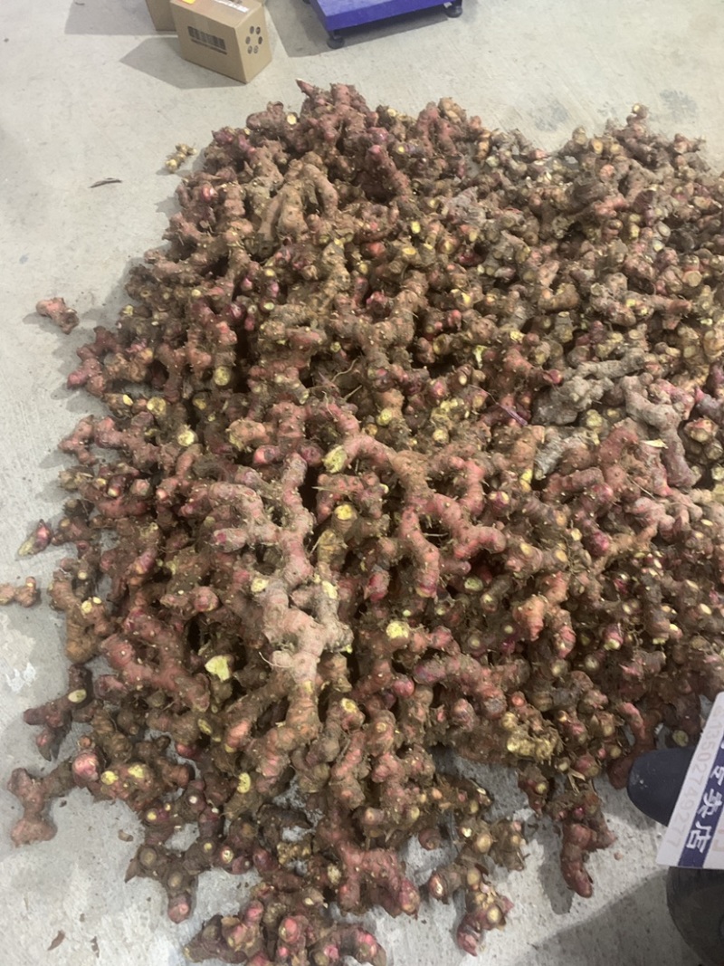 山姜南姜高品质大量供货，价格优惠需要的老板可以联系咨询