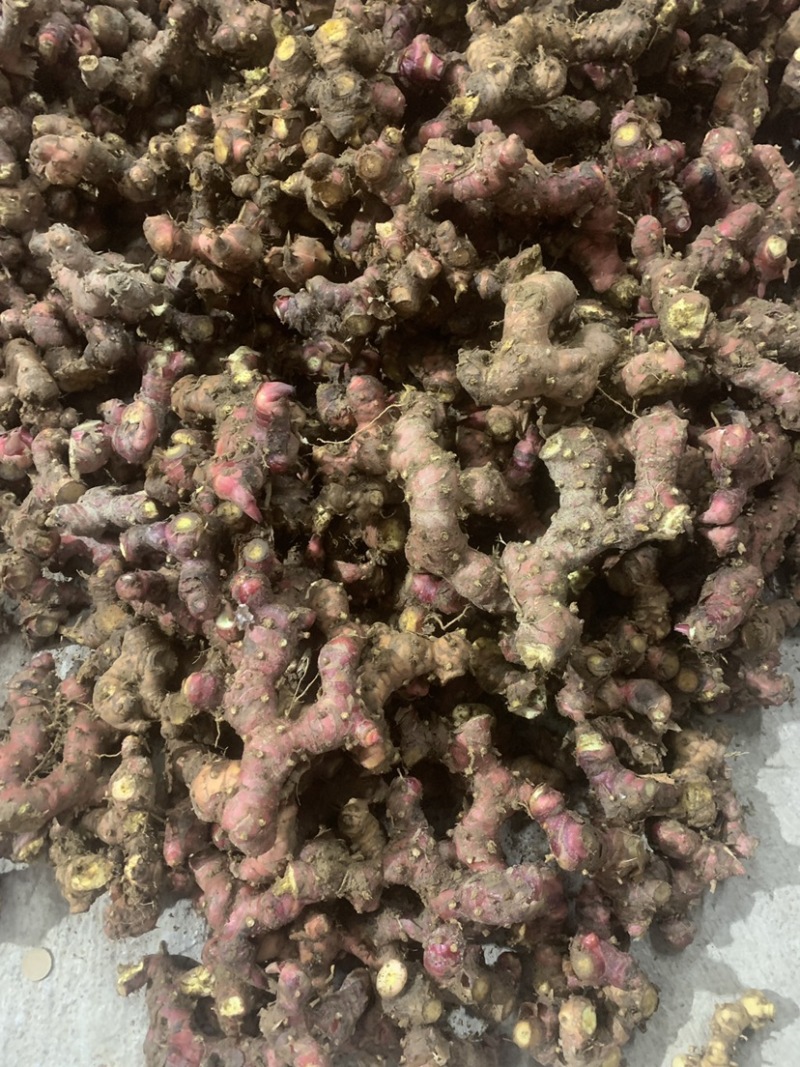 山姜南姜高品质大量供货，价格优惠需要的老板可以联系咨询