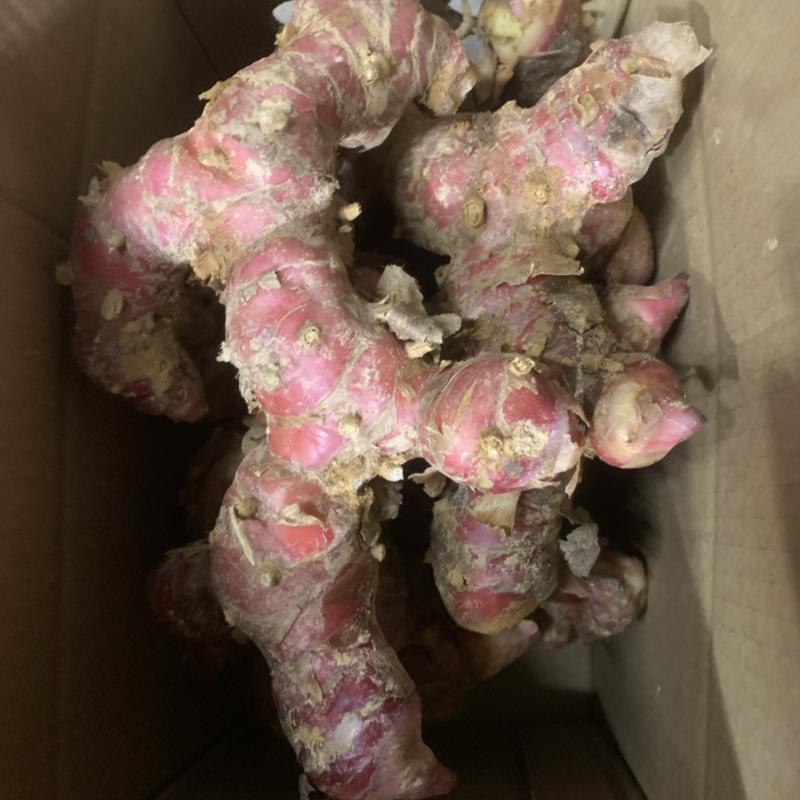 山姜南姜高品质大量供货，价格优惠需要的老板可以联系咨询