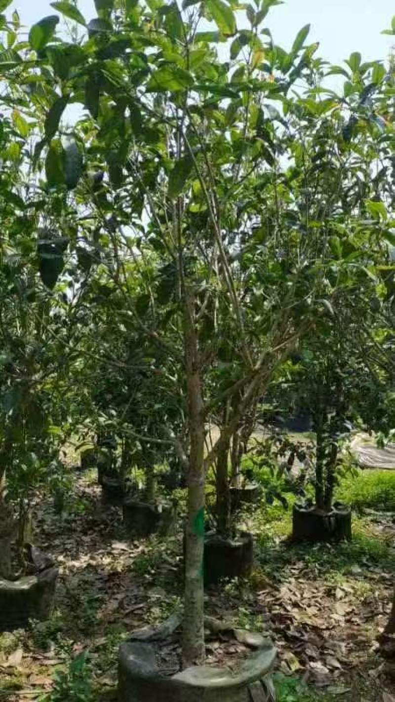 串钱柳麻楝香樟秋枫火焰木桂花工程绿化苗木