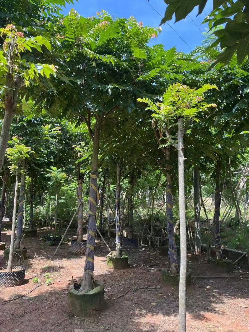 串钱柳麻楝香樟秋枫火焰木桂花工程绿化苗木