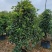 串钱柳麻楝香樟秋枫火焰木桂花工程绿化苗木