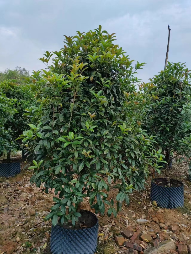 串钱柳麻楝香樟秋枫火焰木桂花工程绿化苗木