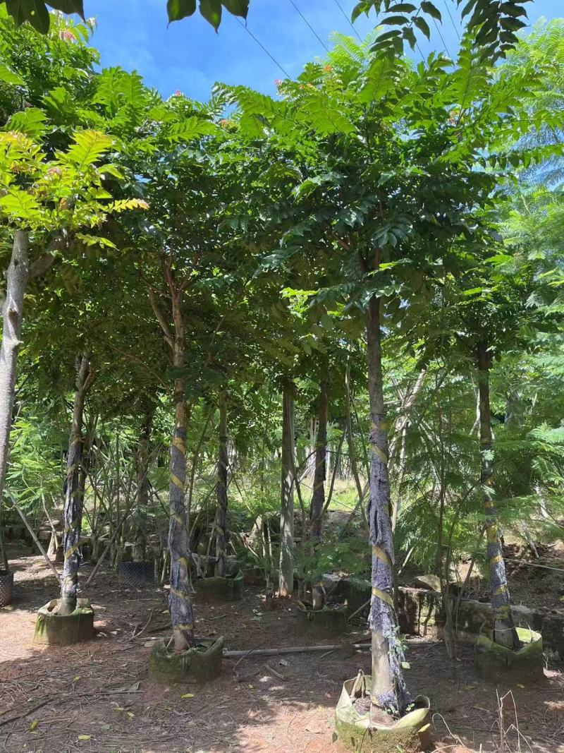 串钱柳麻楝香樟秋枫火焰木桂花工程绿化苗木