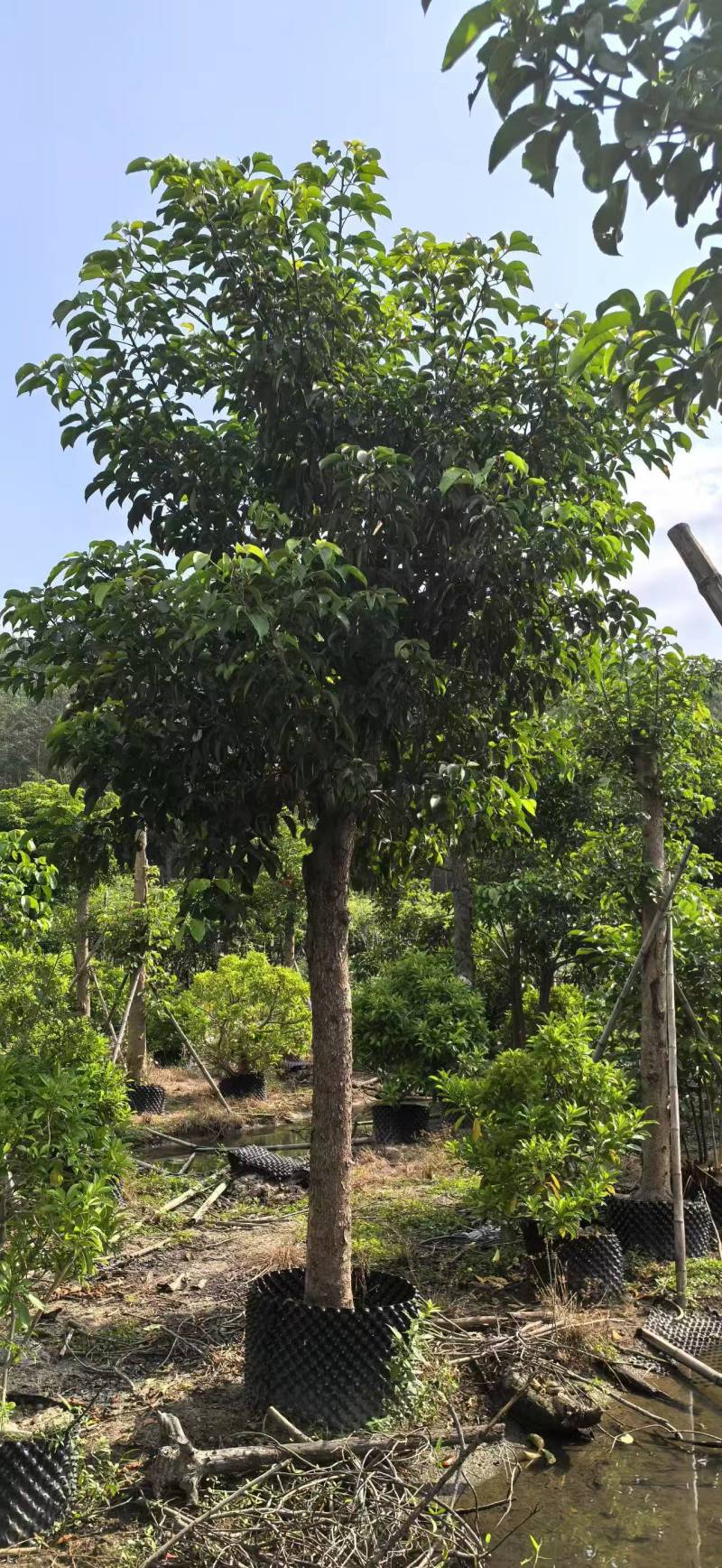 串钱柳麻楝香樟秋枫火焰木桂花工程绿化苗木