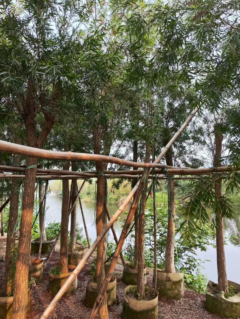串钱柳麻楝香樟秋枫火焰木桂花工程绿化苗木